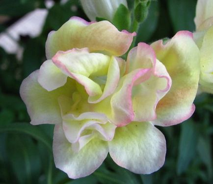 Snapdragon ültetés és gondozás (fotó), válassza ki a vetőmag és magról nevelt növények (telepítési) Snapdragon ültetés és gondozás (fotó), válassza vetőmagok és palánták