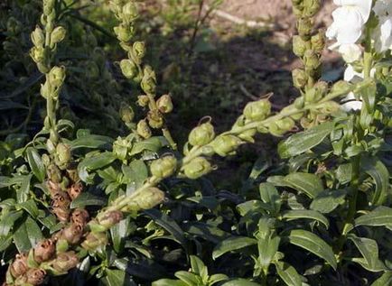 Snapdragon ültetés és gondozás (fotó), válassza ki a vetőmag és magról nevelt növények (telepítési) Snapdragon ültetés és gondozás (fotó), válassza vetőmagok és palánták