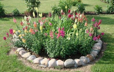 Snapdragon ültetés és gondozás (fotó), válassza ki a vetőmag és magról nevelt növények (fotó) Snapdragon ültetés és gondozás (fotó), válassza vetőmagok és palánták