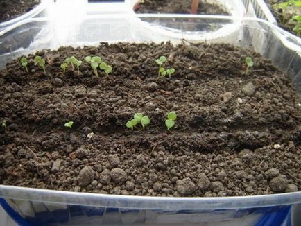 Snapdragon ültetés és gondozás (fotó), válassza ki a vetőmag és magról nevelt növények (telepítési) Snapdragon ültetés és gondozás (fotó), válassza vetőmagok és palánták