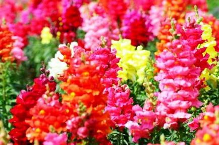 Snapdragon növekvő magról, ha ültetés virágok palánták