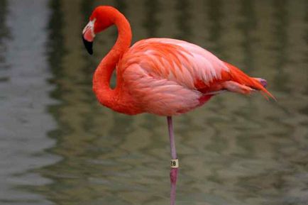 Érdekességek a flamingók (flamingók kis flamingó) Érdekességek a flamingók