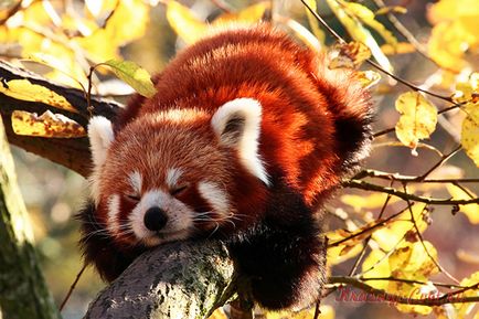 Kis vörös panda - kis állat a kipusztulás fenyegeti