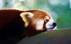 Kis panda, vörös panda (ailurus fulgens) fotók faj felfedezése területen, egy leírást a vörös panda,