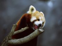 Kis panda, vörös panda (ailurus fulgens) fotók faj felfedezése területen, egy leírást a vörös panda,