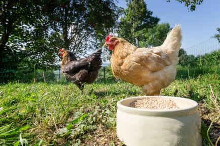 Mash csirkék és tojótyúkok, hogyan kell főzni