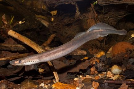 Lamprey, állat enciklopédia