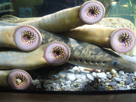 Lamprey, állat enciklopédia