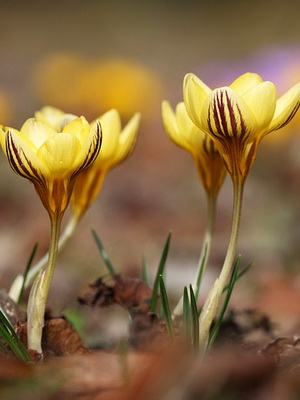 Évelő növény sáfrány fotó és leírás fajták, telepítése és gondozása krókuszok (Crocus) Évelő növény sáfrány fotó és leírás fajták, telepítése és gondozása krókuszok