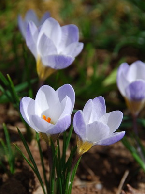 Évelő növény sáfrány fotó és leírás fajták, telepítése és gondozása krókuszok (Crocus) Évelő növény sáfrány fotó és leírás fajták, telepítése és gondozása krókuszok