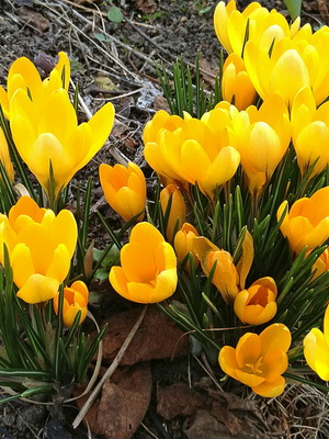 Évelő növény sáfrány fotó és leírás fajták, telepítése és gondozása krókuszok (Crocus) Évelő növény sáfrány fotó és leírás fajták, telepítése és gondozása krókuszok