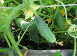 Lehetséges, hogy öntözni uborka karbamid kertjében!