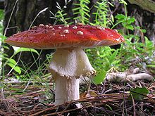 Amanita muscaria - ez (légyölő galóca) Amanita muscaria - ez