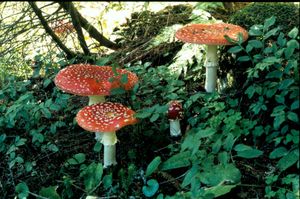 Amanita muscaria - ez (légyölő galóca) Amanita muscaria - ez
