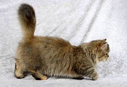 Napoleon képek Napoleon törpe macskák, tenyésztési történelem fajta Perzsa macska Munchkin megjelenés