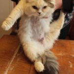 Egy gátlástalan tenyésztő macskák Marina Gurylova - helyszínen a macskák 