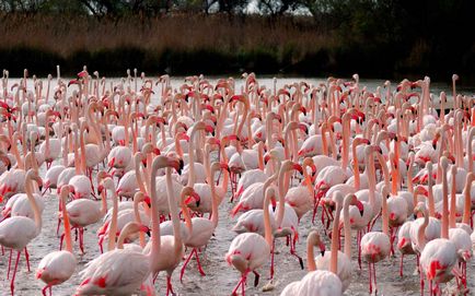 Rózsás flamingó - a nyolcadik csodája a világ