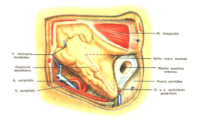 Mastoid régió - orvostudomány (hátsó külső fala) Mastoid régió - az orvostudomány