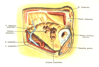Mastoid régió - az orvostudomány a (z) Mastoid régió - az orvostudomány