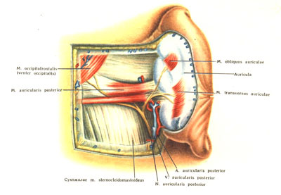 Mastoid régió - az orvostudomány (folyamat) Mastoid régió - az orvostudomány