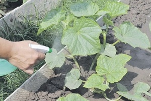 Kezelése uborka betegségek ellen népi jogorvoslati - a mágikus (uborka) Kezelése uborka betegségek ellen népi jogorvoslati - Magic Plants