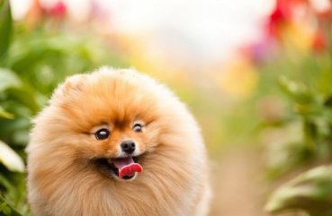 Áttekintés a kutyafajták Pomerániai szabványos funkciók a tartalom és képek