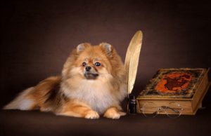 Áttekintés a kutyafajták Pomerániai szabványos funkciók a tartalom és képek