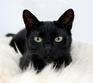 Színes és jellege macskák - fekete macska