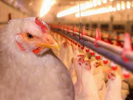Leírás A legjobb fajták a broiler képekkel tipikus képviselői (brojlercsirke) Leírás A legjobb fajták a broiler képekkel tipikus képviselői