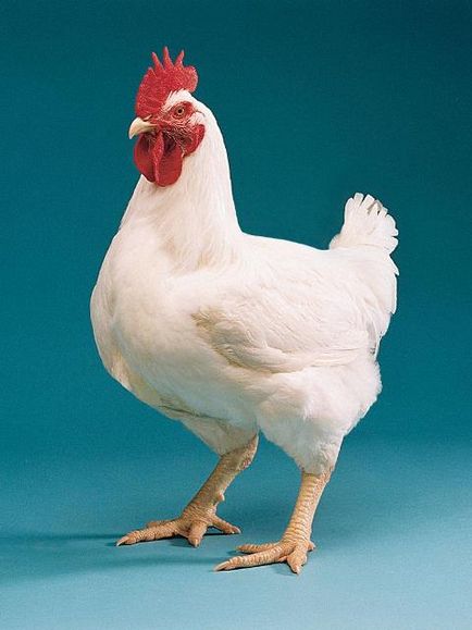 Leírás A legjobb fajták a broiler képekkel tipikus képviselői (kőzetek) Leírás A legjobb fajták a broiler képekkel tipikus képviselői