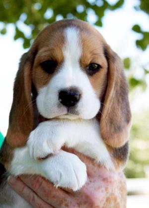 beagle kutya fajta leírás táplálkozás, jellemzése és fotó