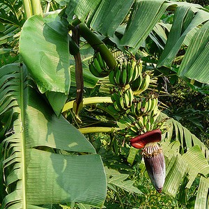 A titok a termesztési és ápolási egy banánt, tovább