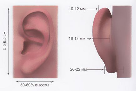 Fülplasztika (fül műanyag) - mi ez, előtt és után, ár, vélemények