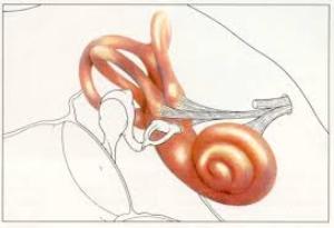 Otosclerosis tünetek és a kezelés a fül