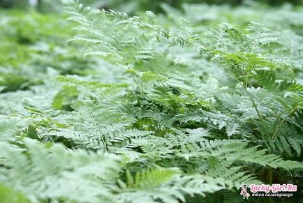 Bracken Fern hasznos tulajdonságok (tulajdonságok) Bracken Fern hasznos tulajdonságai