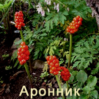 Nadragulya család növények (Solanaceae család körül) Solanaceae növény család