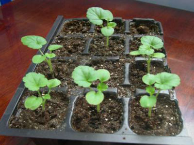 Pelargonium magról, növekvő otthon