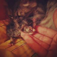 Az első macska szülés