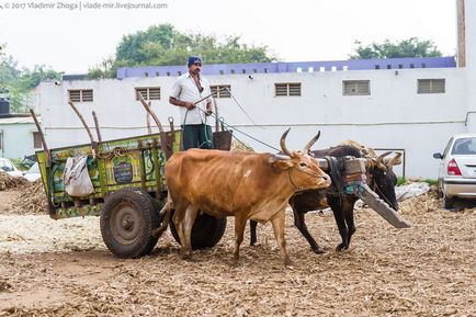Miért a tehén szent Indiában