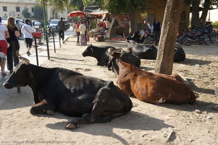 Miért a tehén szent Indiában