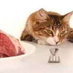 Miért macska burps után minden nap ételt vagy hab, fehér hab és a vér, gyapjú nélkül