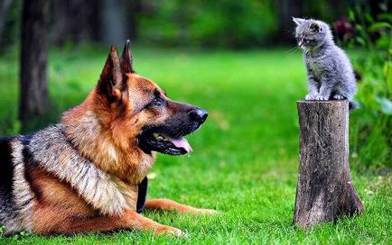 Miért macskák és kutyák háborúban