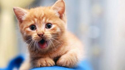 Miért cica meows amikor megy a fürdőszobába, a blog állatorvosok - belanta