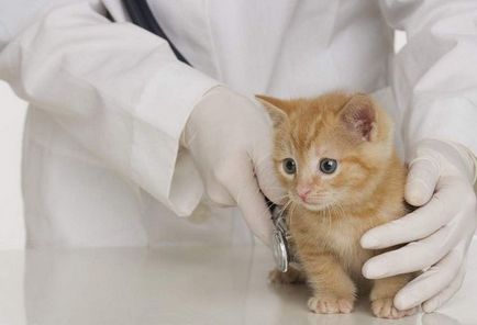 Miért cica meows amikor megy a fürdőszobába, a blog állatorvosok - belanta