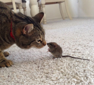 Miért a macska elkapja egerek a házban, és mit kell tenni