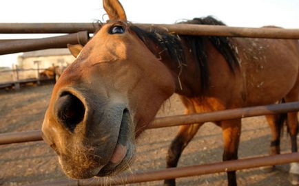 Miért lovak szom és szippantás, miért lovak neighing ló horkant