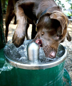 Miért a kutya sokat iszik vizet