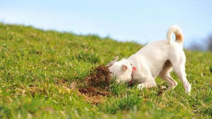 Miért kutyák eszik föld, hogyan kell kezelni ezt a szokást