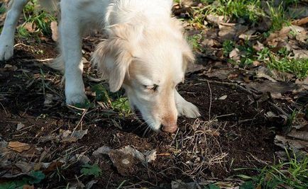 Miért kutyák eszik föld, hogyan kell kezelni ezt a szokást