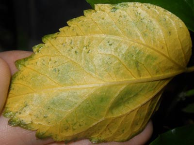 Miért levelek sárgulnak hibiszkusz locsolás, fény, betegségek, kártevők
